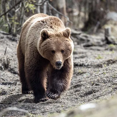 Убитый медведь с потрясающими текстурами: скачать бесплатно