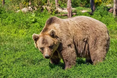 Убитый медведь в стилизованном изображении: png формат