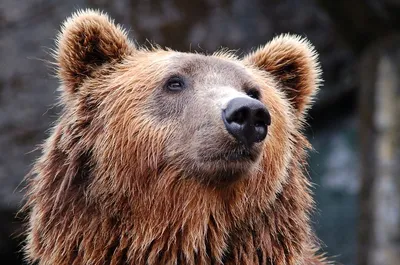 Фотография убитого медведя с яркими красками: webp формат