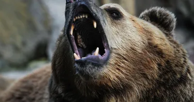 Убитый медведь с впечатляющей перспективой: скачать бесплатно