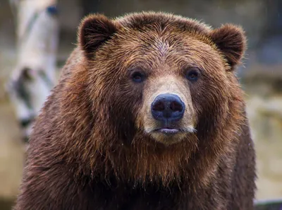 Фото медведя в дикой природе: jpg формат