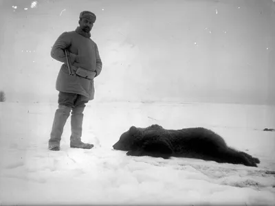 Фотография убитого медведя с эмоциональной глубиной: webp формат
