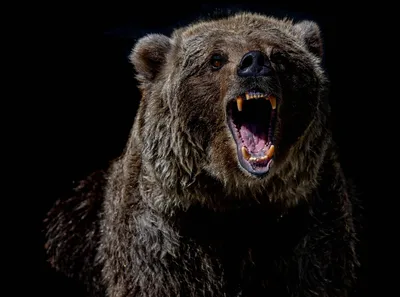 Убитый медведь с прекрасной игрой света и тени: скачать бесплатно