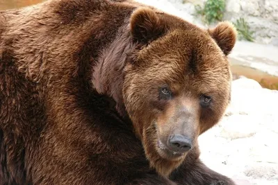Фото медведя в естественной атмосфере: jpg формат