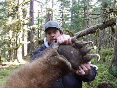Убитый медведь увеличенного размера: jpg формат