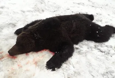 Фотография убитого медведя для обоев: png формат