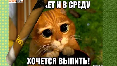 Доброе утро прикольные картинки. 90 новых картинок с добрым утром. | Доброе  утро, Веселые картинки, Самые смешные картинки