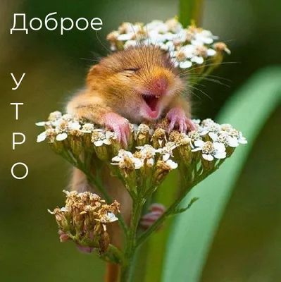 картинки с добрым утром прикольные смешные｜Поиск в TikTok