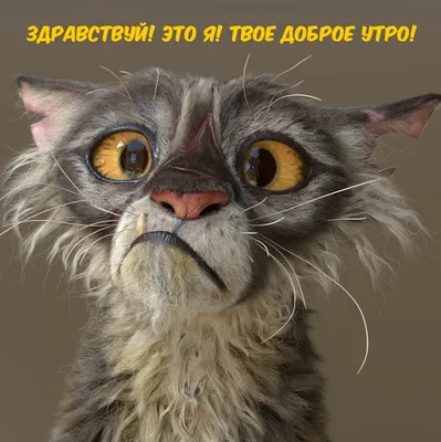 Смешные Картинки Доброе Утро Юморные – Telegraph