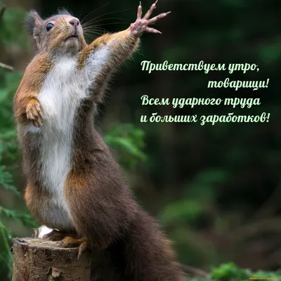 Ржачные смешные картинки доброго утра (73 лучших фото)