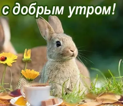 С добрым утром - позитивные, смешные картинки для поднятия настроения -  pictx.ru