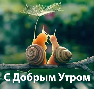 Прикольные картинки: \"Доброе Утро!\" (526 шт.)