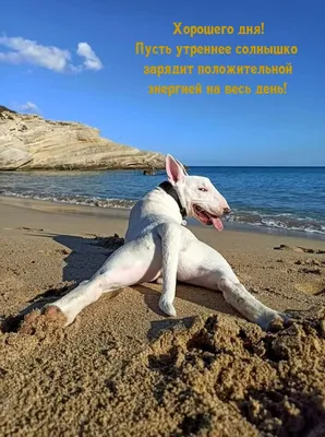 Прикольные картинки \"Доброго Утра!\", настройтесь на позитив! (436 шт.)