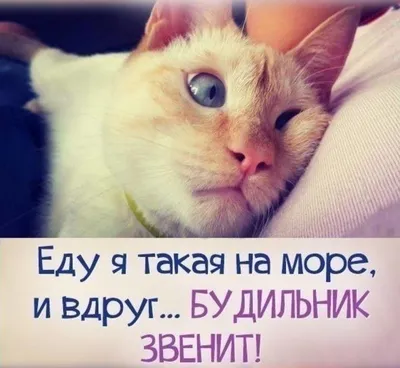 открытки с колядой прикольные 2024｜Поиск в TikTok