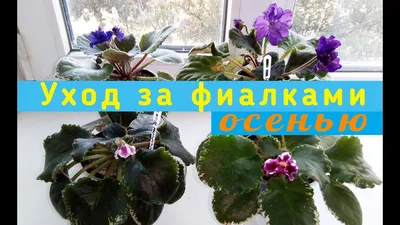 🌿🌺Коллекция фиалок Анны Игнатьевой🌺🌿 | ВКонтакте