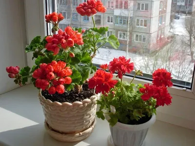 Герань купить комнатное растение в СПб в интернет – магазине