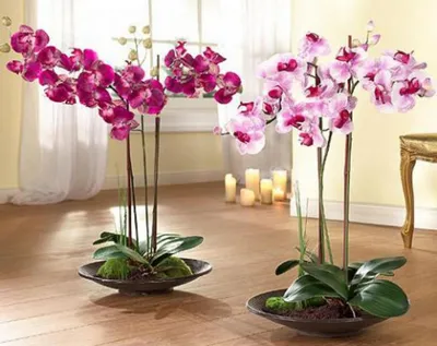 Уход за орхидеей после покупки: важные советы