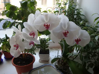 Как ухаживать за орхидеями зимой | блог интернет - магазина АртФлора