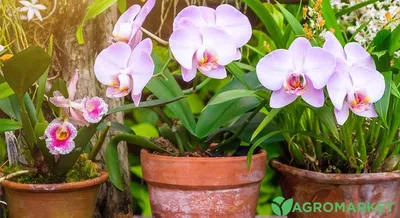 Как ухаживать за орхидеями разных сортов - Лайфхакер
