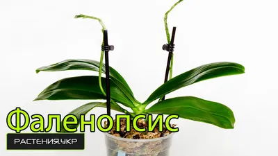 Как правильно ухаживать за орхидеей - МЕТА