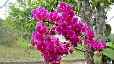 Главные ошибки при уходе за орхидеей – Agro-Market24