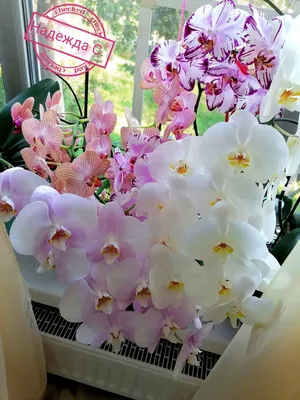 Как ухаживать за орхидеями: советы флориста | Блог LoraShen