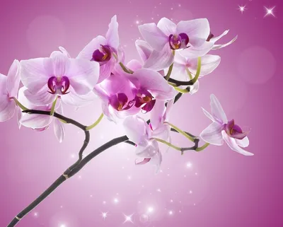 Как ухаживать за орхидеями в букете: советы по выбору и уходу