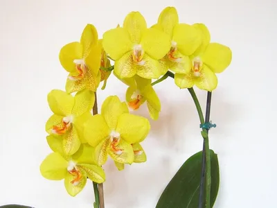 Уход за орхидеями | Пикабу
