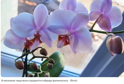 7 полезных советов по уходу за орхидеей | Наслаждаться моментом! | Орхидеи, Уход  за орхидеями, Орхидея