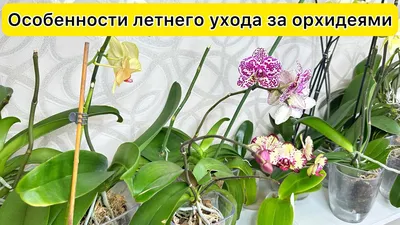Как правильно ухаживать за орхидеями | Советы по уходу за орхидеями