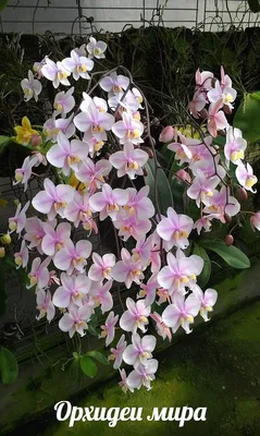 Уход за орхидеями зимой в домашних условиях: полив, освещение, температура  | Антонов сад - дача и огород | Дзен