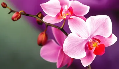 Летний уход за орхидеями. Перестановка - YouTube