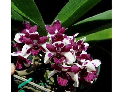 Care of Orchids - Orkide Bakımı - Уход За Орхидеями | Facebook
