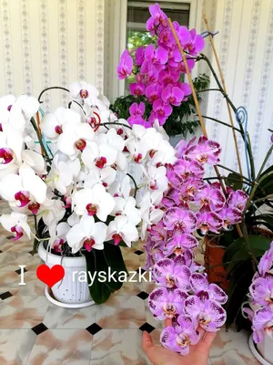 Орхидеи: особенности ухода. | Дом | WB Guru