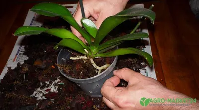 Уход за орхидеей фаленопсис: 6 простых принципов.