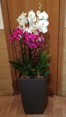 Как выращивать орхидеи дома – Agro-Market24