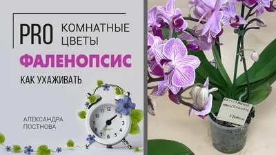 Как ухаживать за орхидеей | Fermery UA