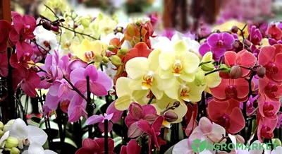Особенности ухода за орхидеей в период цветения