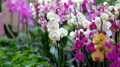 Как ухаживать за редкими орхидеями. советы опытного цветовода