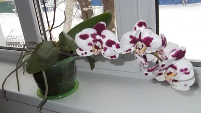 Уход за растениями » Орхидея Фаленопсис уход