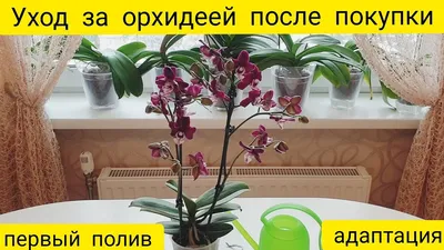 Уход за орхидеей