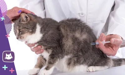 Изображения укола кошке внутримышечно - скачивание бесплатно