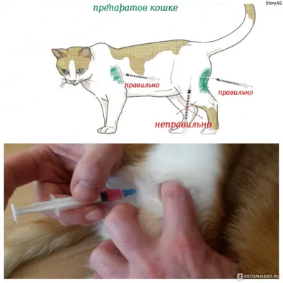 Укол кошке внутримышечно - фотографии в jpg формате