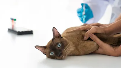 Веб-сайт с уколом кошке внутримышечно - фотографии в высоком разрешении