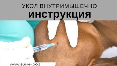 Как делать уколы домашним животным?