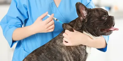 Вакцинация собак: зачем нужна и когда делать? - BarberPet