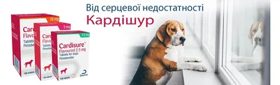 Как сделать укол собаке: правила и полезные советы - LAIKY