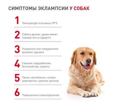 Адвокат для Собак 25-40 кг - Купить с Доставкой по Москве