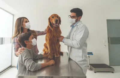 Нежелательная беременность у собаки. Что делать? | Zoohab