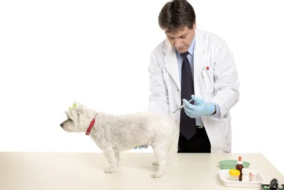 Как правильно сделать укол собаке | Purina ONE